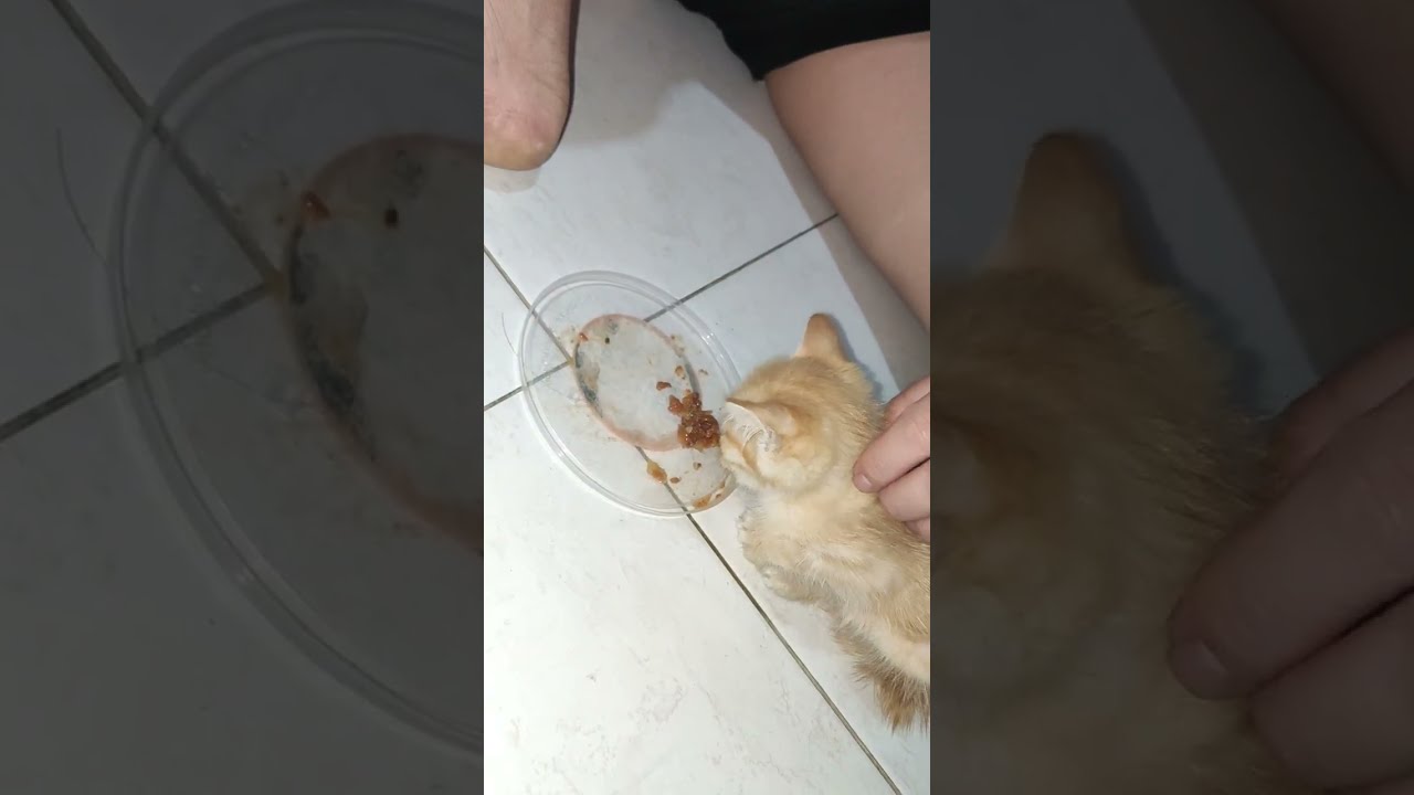 Oyen 🔴 Daily vlog