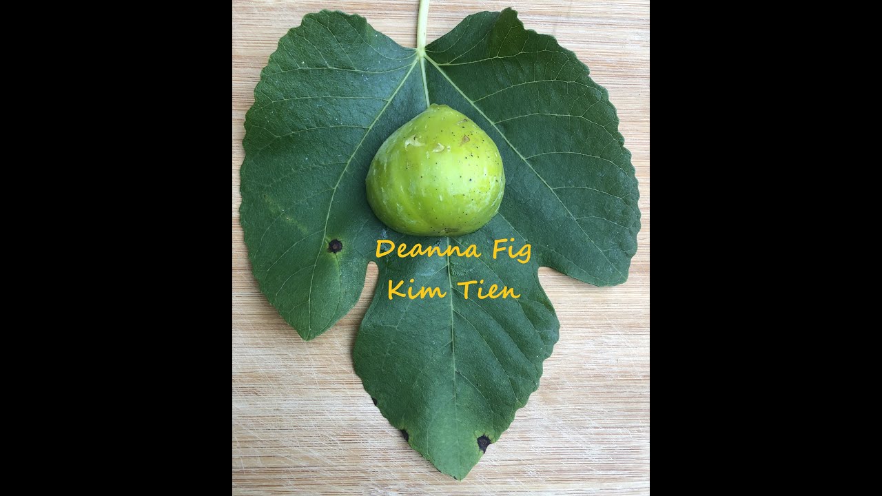 Deanna Fig PNW Gardening
