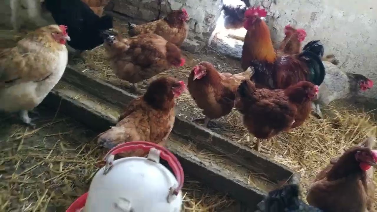 Kuna w kurniku, jak ją złapałem