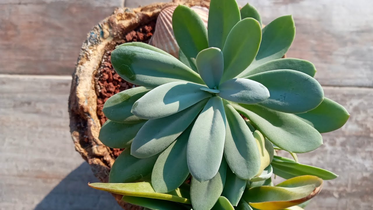 Senecio Fulgens