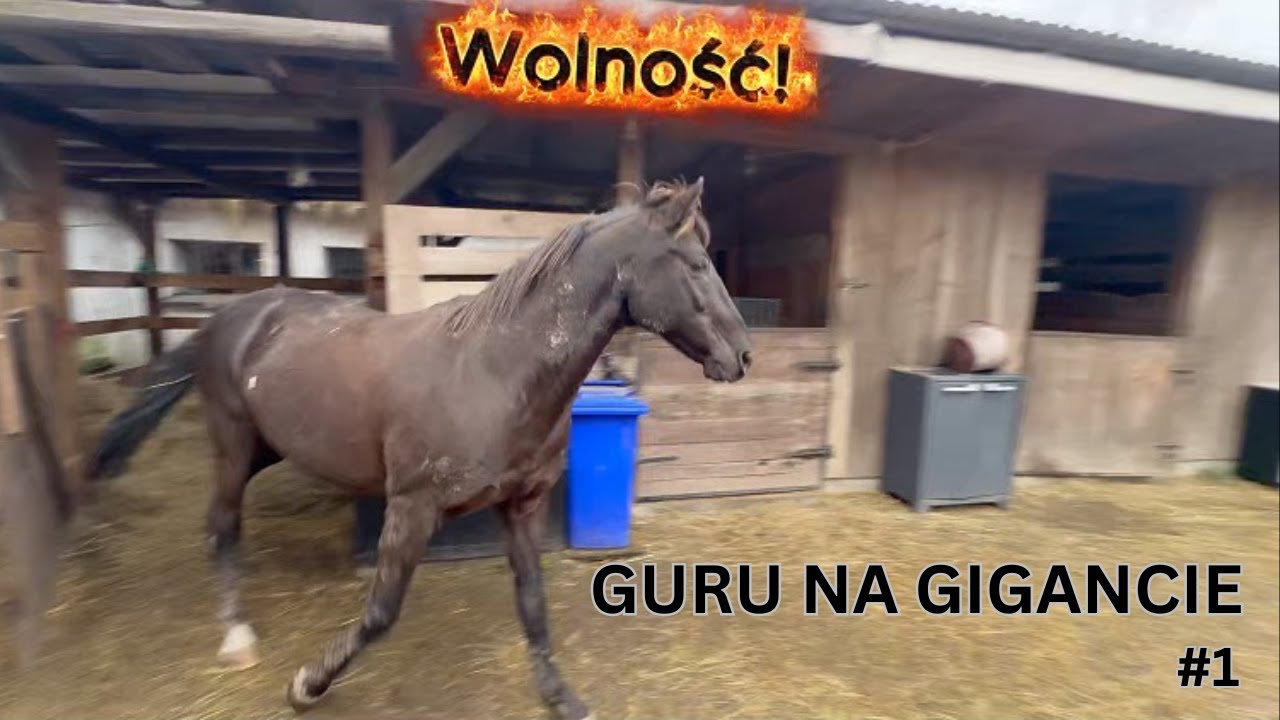 PIERWSZY STAJENNY VLOG 💎GURU NA GIGANCIE 🔥#1