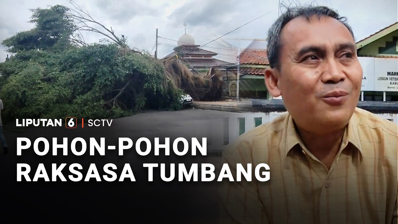 Pohon-Pohon Raksasa Tumbang | Liputan 6