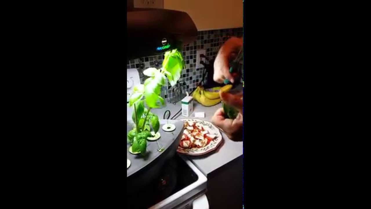 Hydro Basil