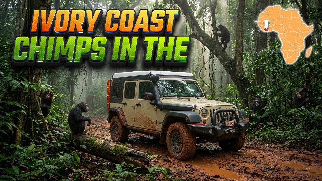 National Park Tai, Nut Cracking Chimpanzees - Ivory Coast (18/53)