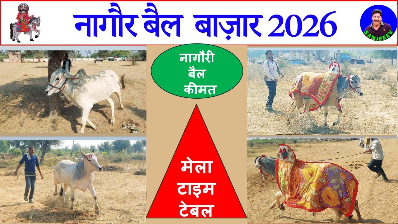 नागौर मेले से सीधी रिपोर्ट | नागौरी बैल की कीमतें और खरीदार की तैयारी Nagaur Pashu Mela Market 2026
