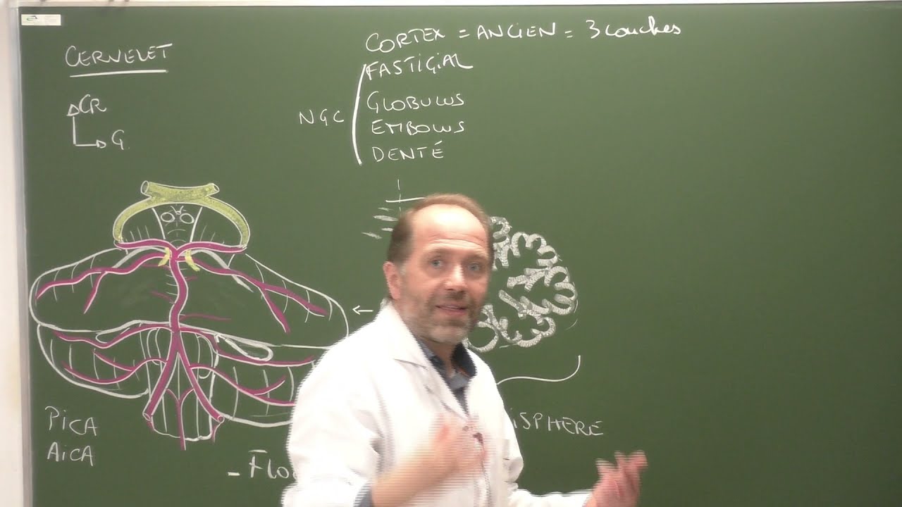 Neuroanatomie 5: Anatomie fonctionnelle et clinique du cervelet [Clinical anatomy of the cerebellum]