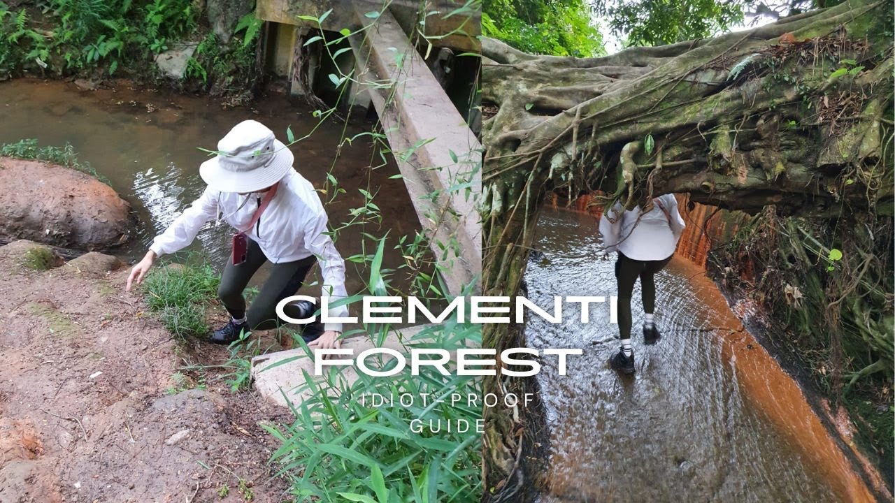 Clementi Forest Guide (Idiot-proof) | What to Expect | Details on How to Get There | Jade Seah