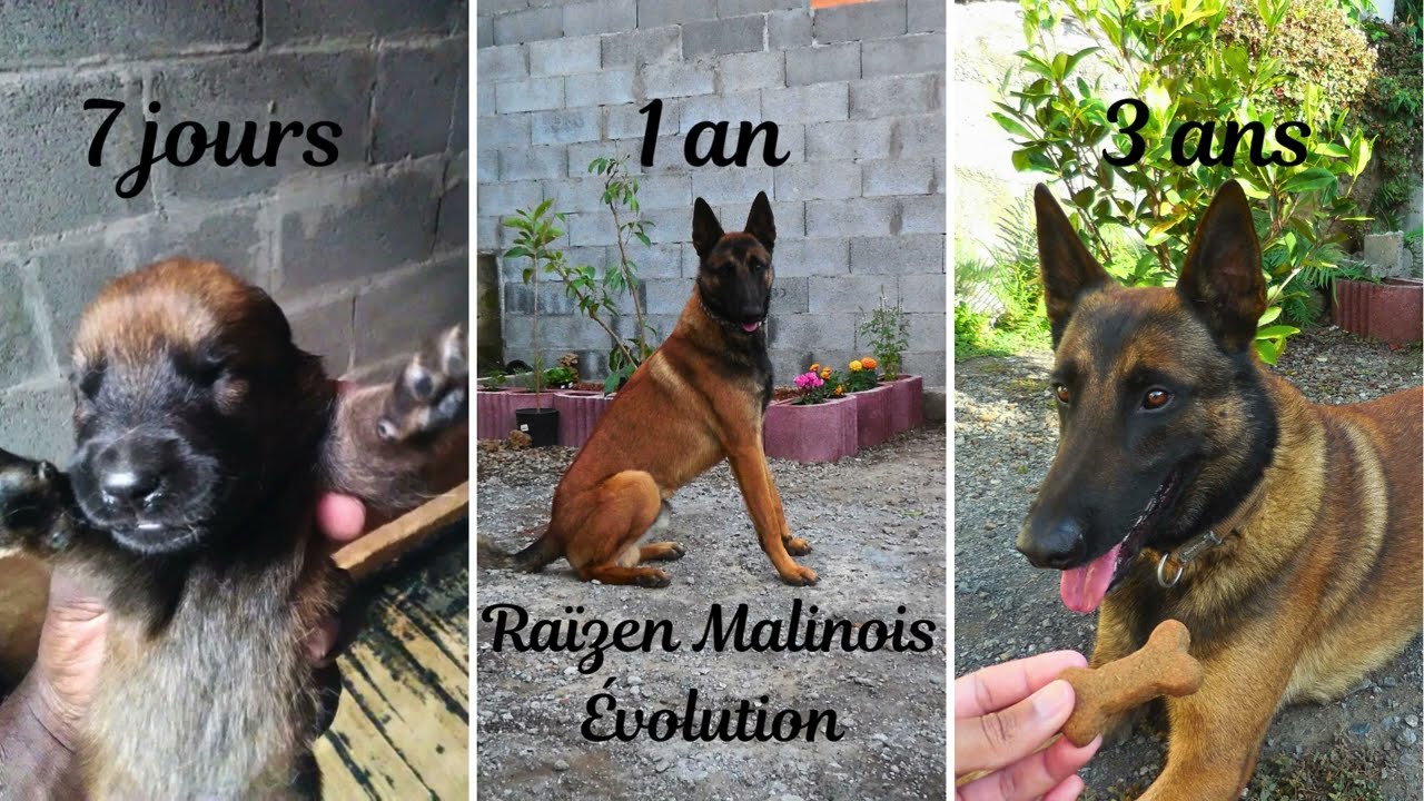 Raïzen évolution malinois 7 jours à 3 ans #chien #malinois