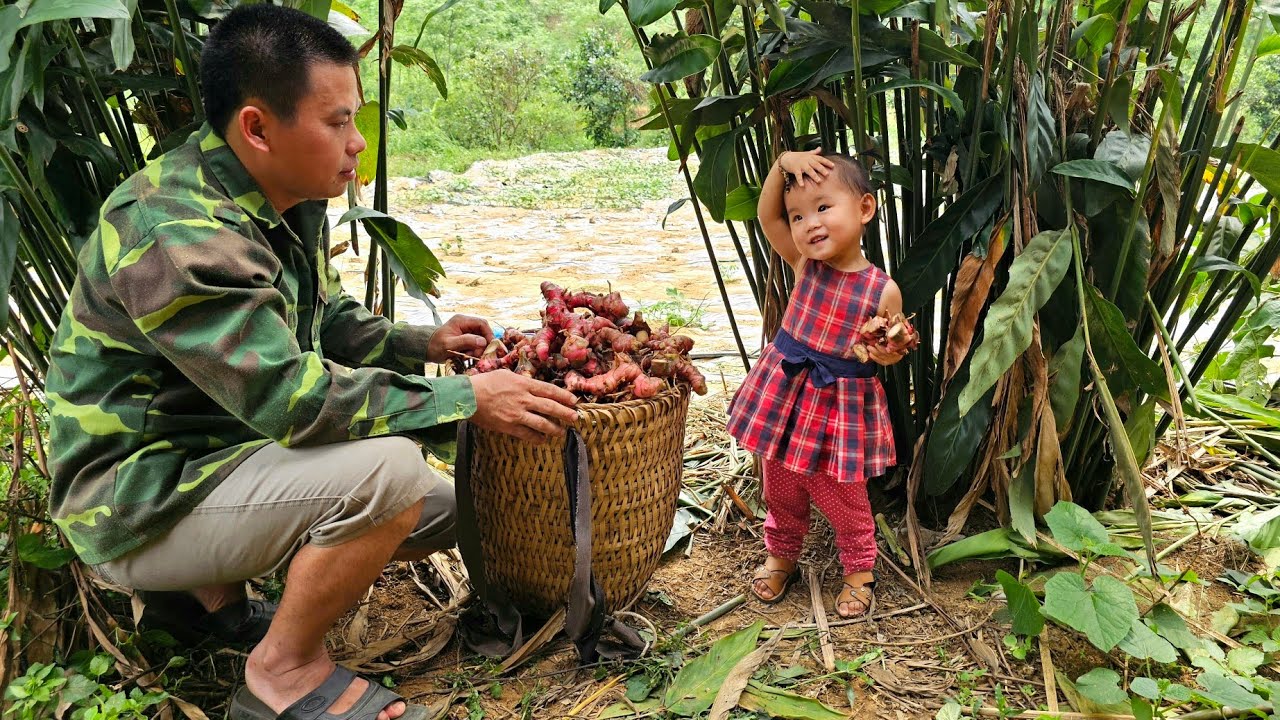 Harvesting galangal roots goes to the market sell-Taking care of pigs, chickens, ducks/xuan truong