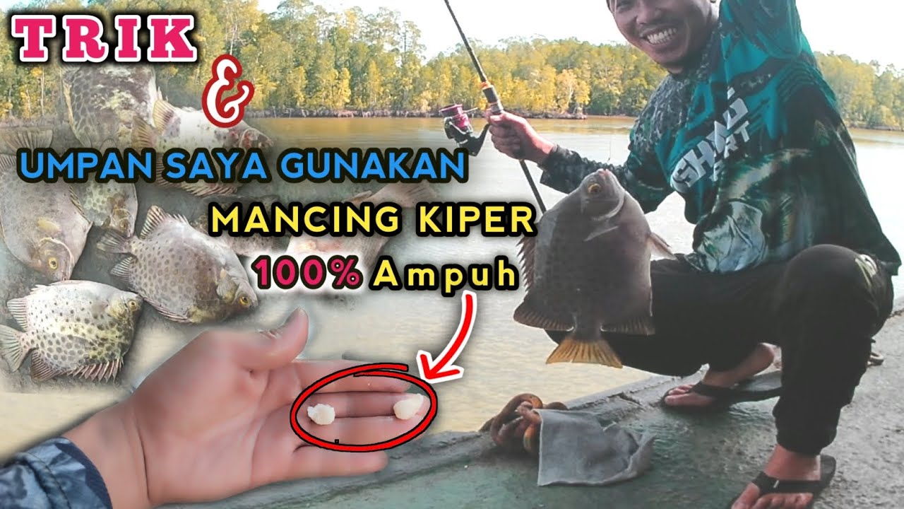 Wajib di Coba II Umpan gacor untuk ikan Baronang dan kiper#ikankiper