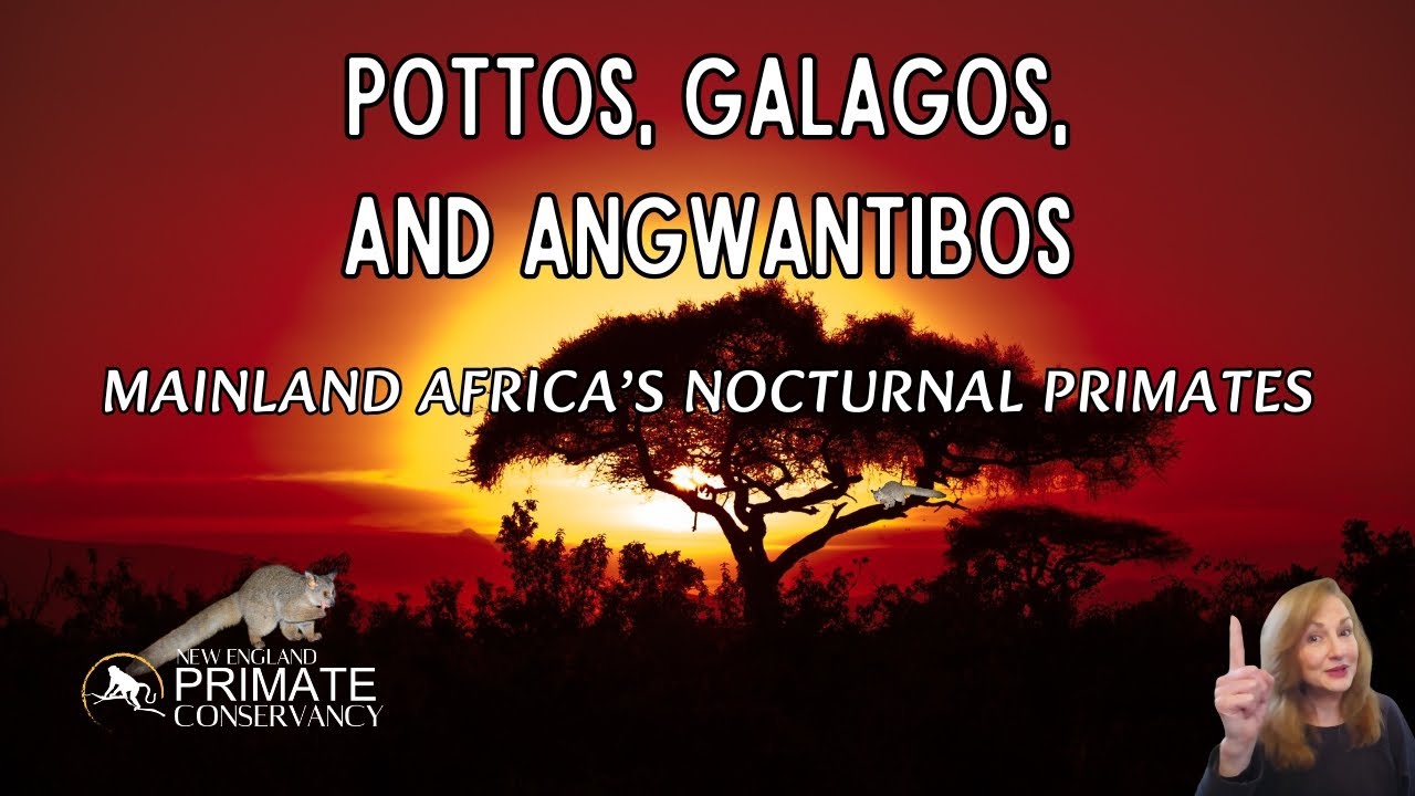 Pottos, Galagos, and Angwantibos—Mainland Africa's Nocturnal Primates (Prosimians)