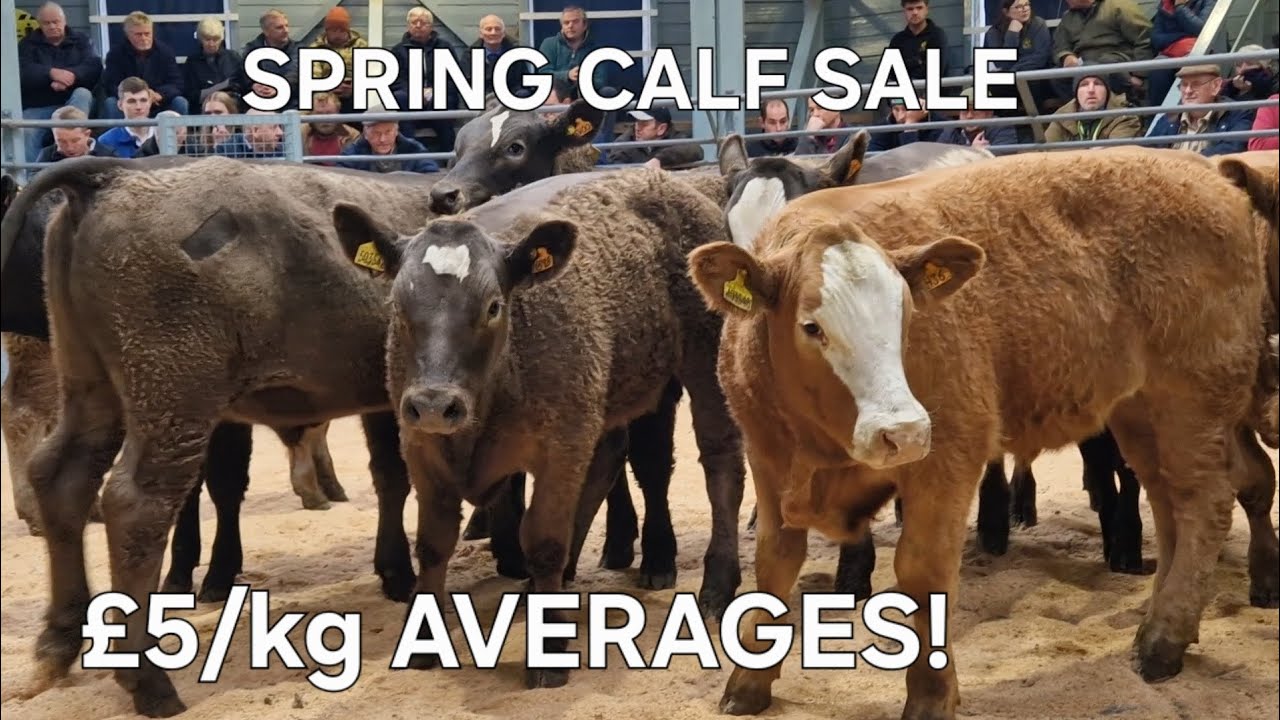 TOP CALVES, TOP PRICES! St Boswells spring calf sale 2025.