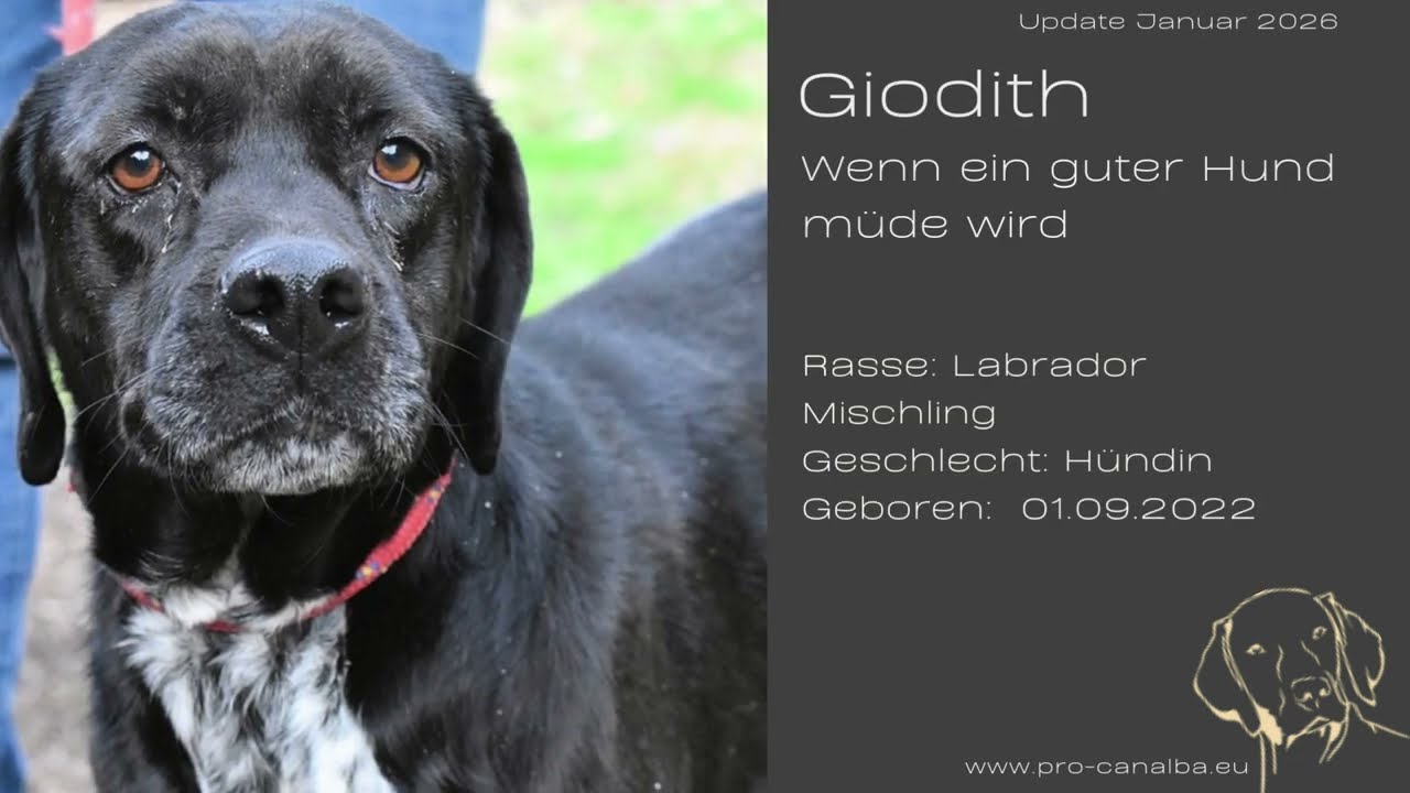 Giodith - Wenn ein guter Hund müde wird_Januar26