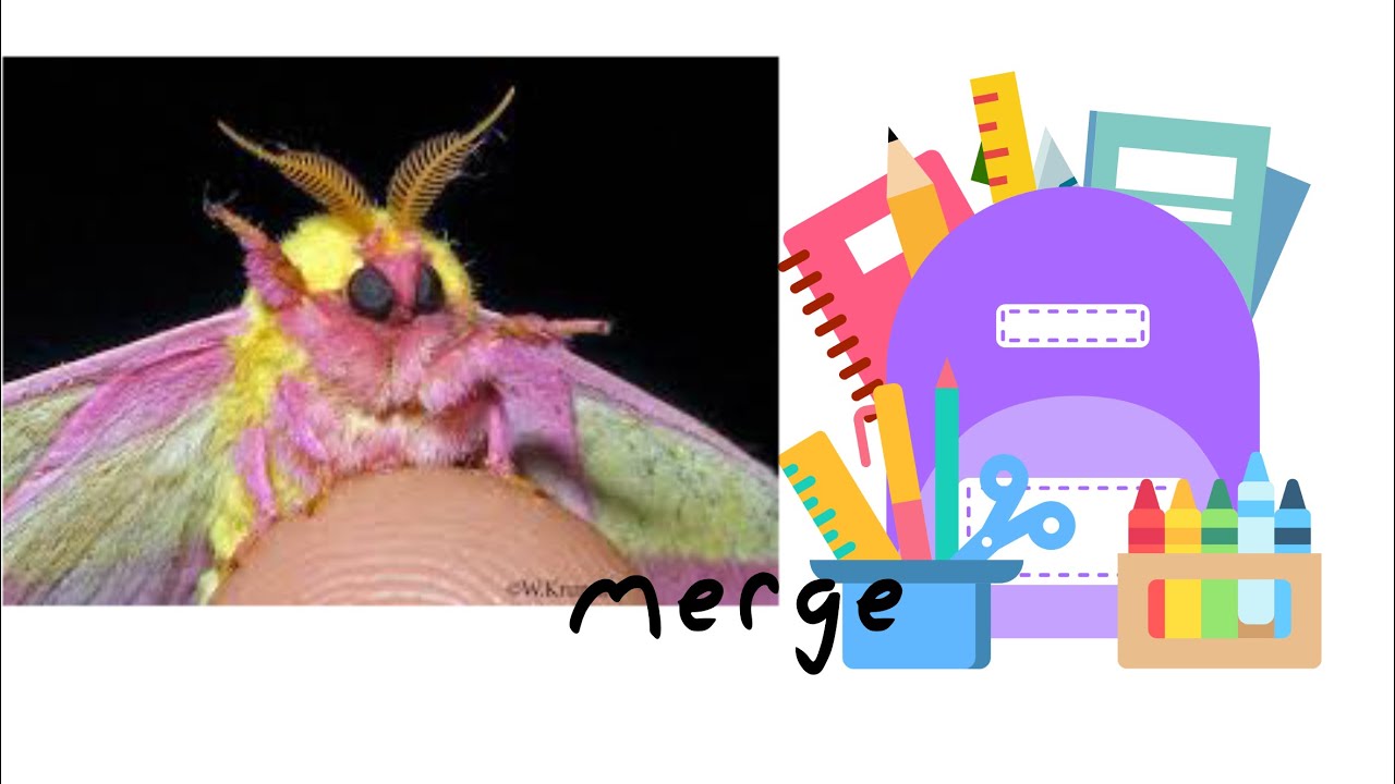 Rosy Maple Moth School Supplies