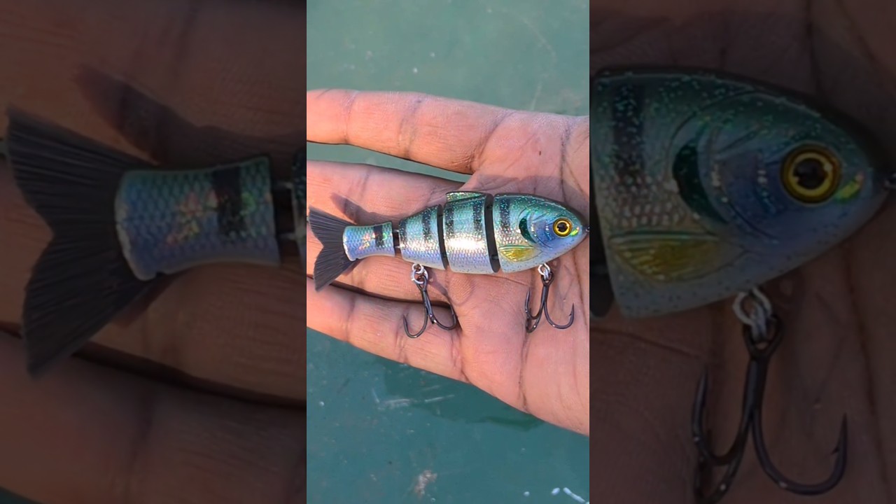 😱 Baby Bull Shad 😱 by @BuccaBrand #swimbait #bfsfishing #largemouthbass #fishing #bassfishing