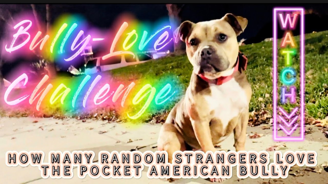 #BULLYLOVE CHALLENGE | How Many Random Strangers Know & Love The American Bully Breed? Dogs & Puppy