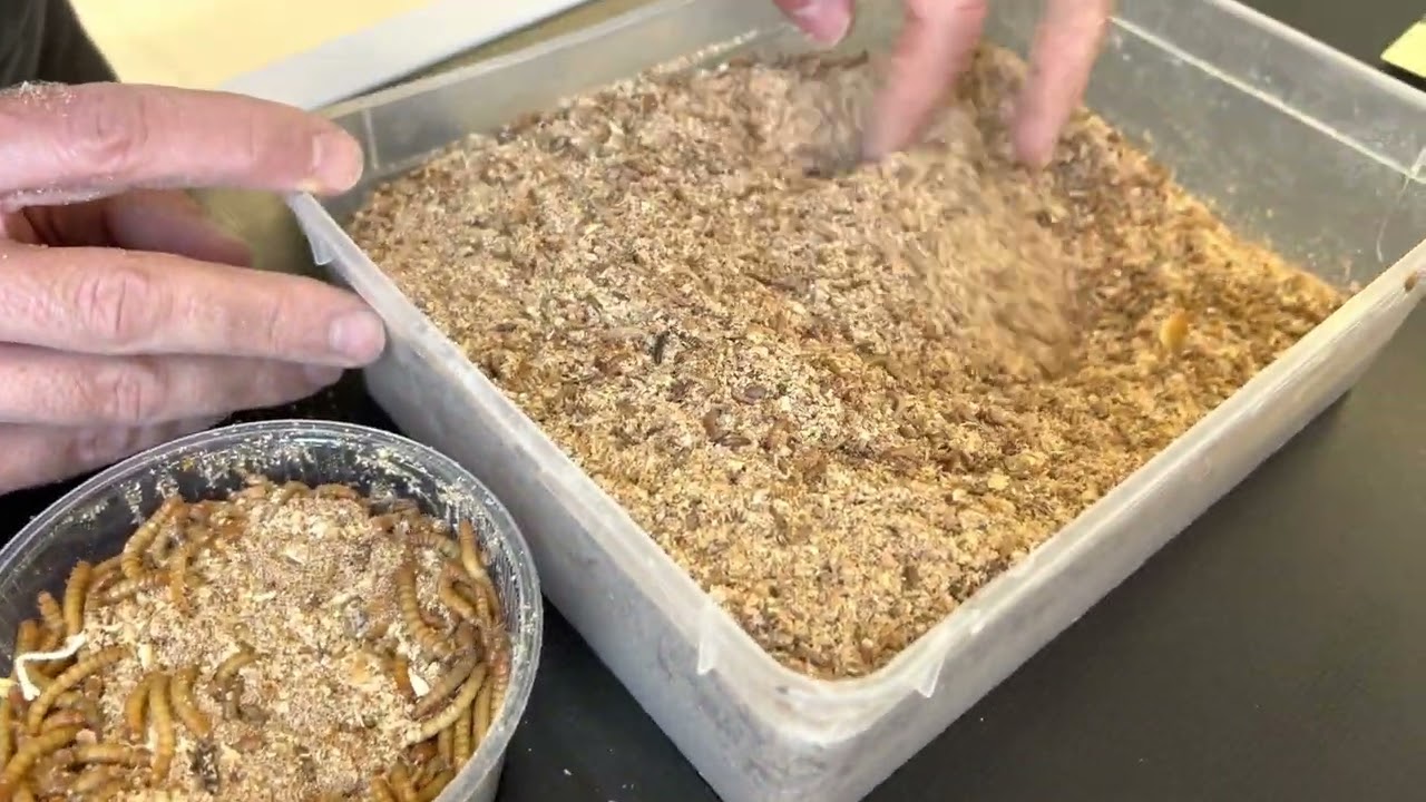 Bugs-World - &Uacute;j eles&eacute;g&aacute;llat - Alombog&aacute;r l&aacute;rva | Alphitobius diaperinus