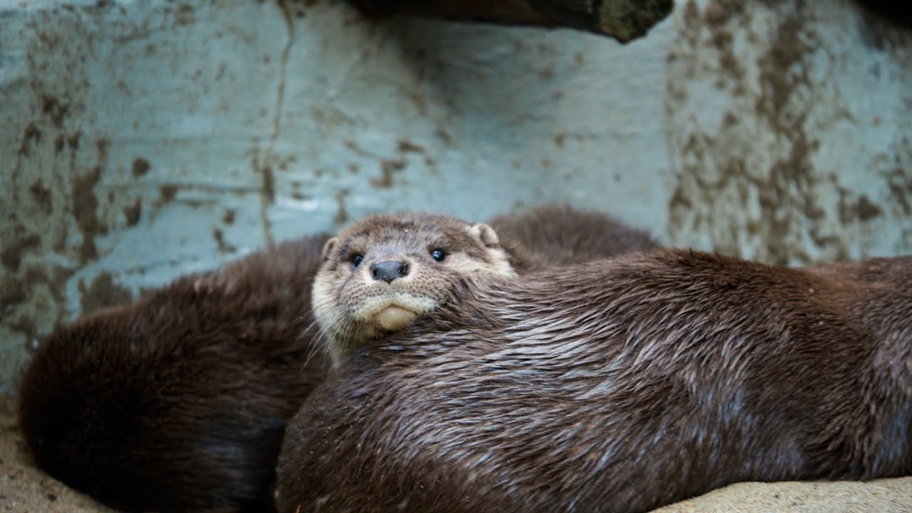 Мама выдра греет своих деток. Милейшее видео из Новосибирского зоопарка