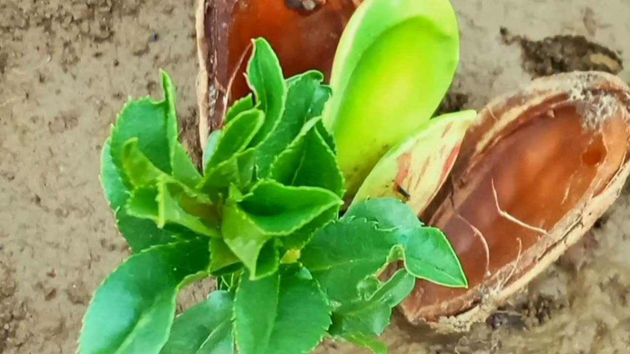 TOHUMDAN FİDANA BADEM YETİŞTİRME - HOW TO PLANT, GROW, AND CARE FOR ALMOND TREES - PART 1