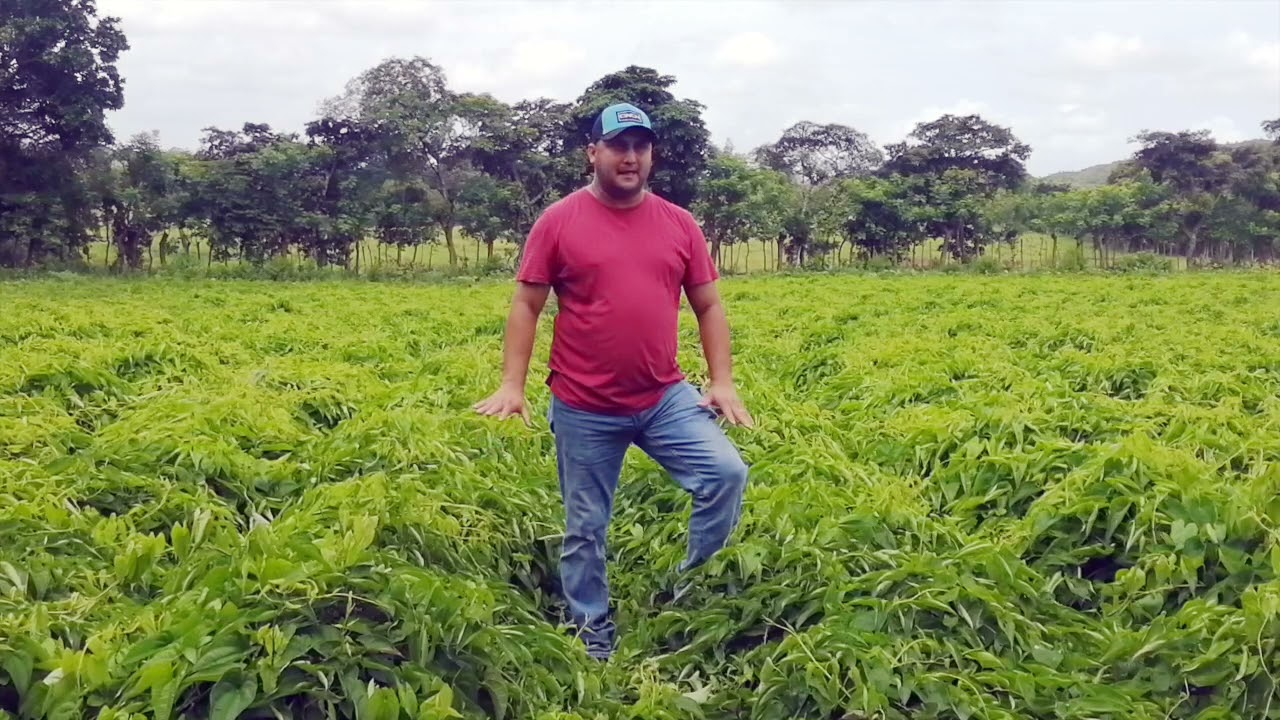 Cultivo de ñame Parte 1 - Paquete tecnológico Biofertilizantes y Ácidos Carboxílicos