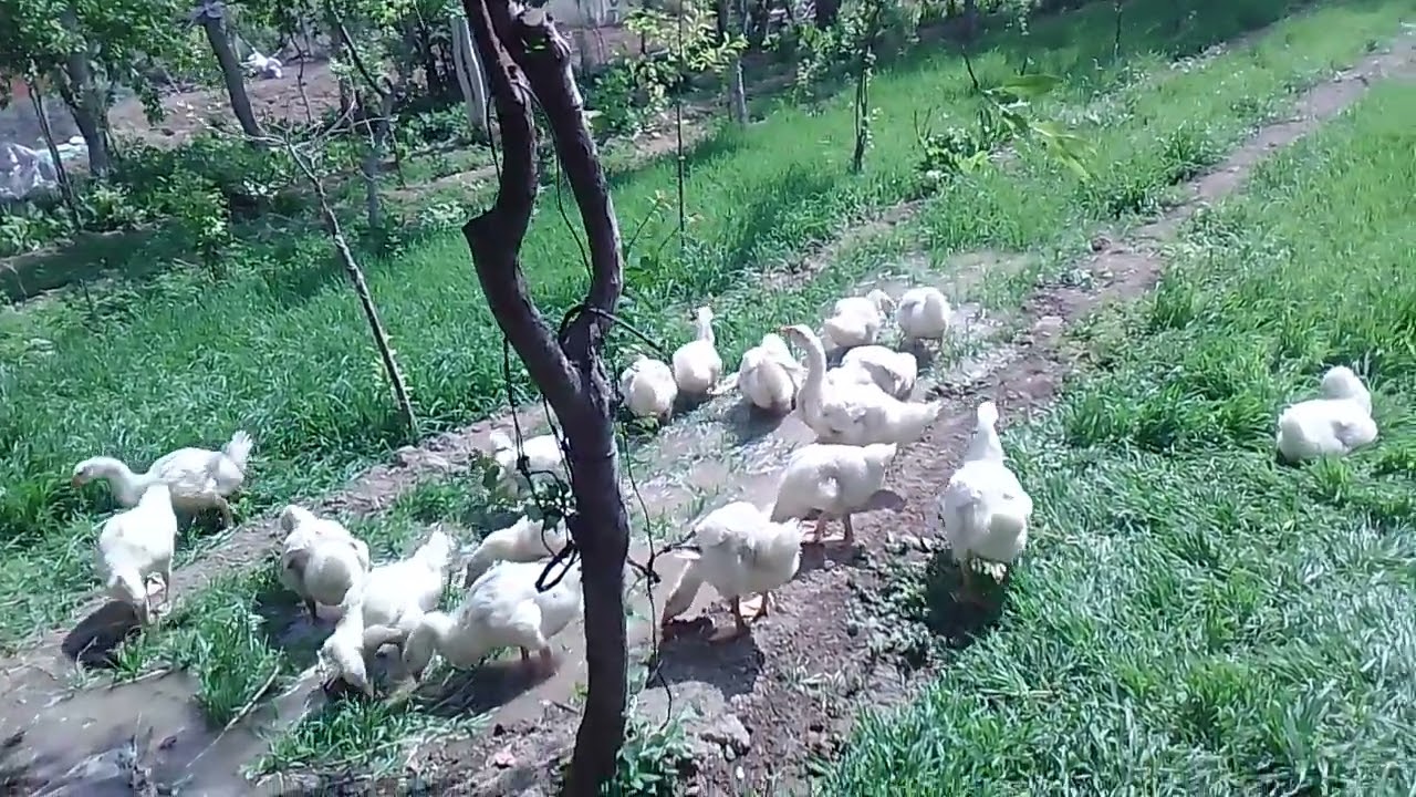 Mast kazları konya