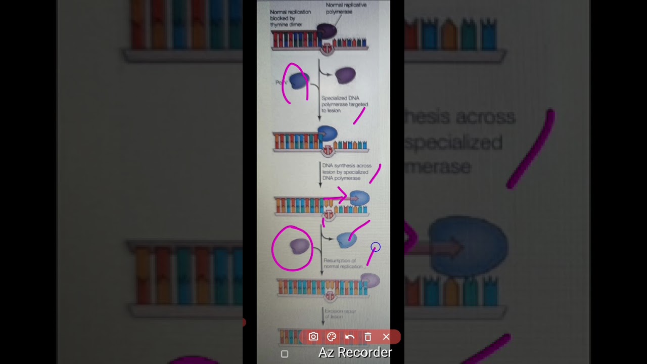 Translesion DNA Synthesis
