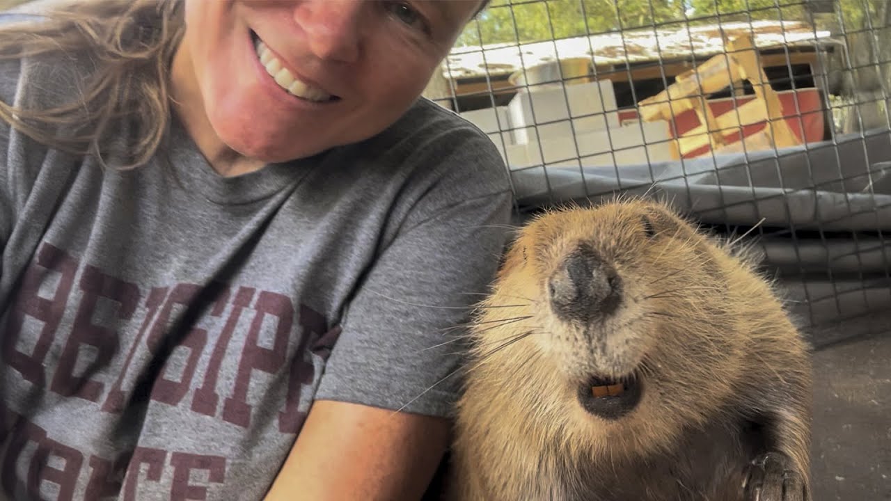 A Woman Rescued a Beaver &mdash; And He Built Her a Dam In The Living Room