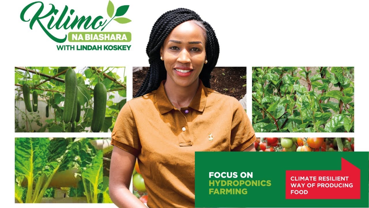 Growing plants without soil? Learn how hydroponics farming works! | Kilimo na Biashara