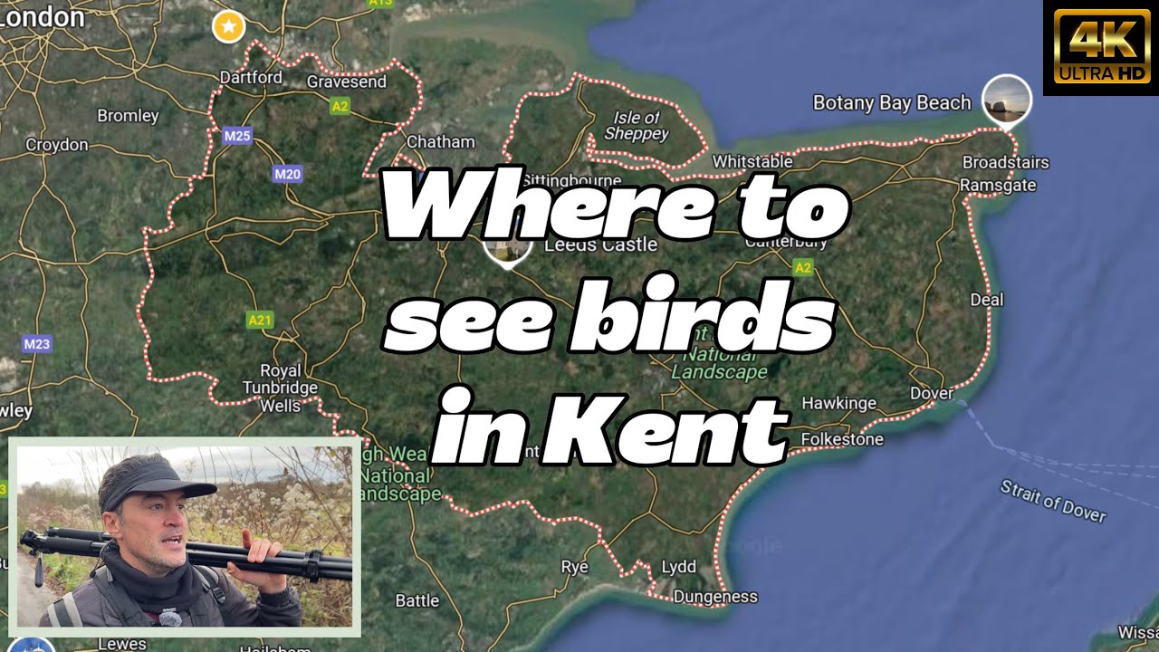 Where To Birdwatch In Kent. Big & Small Reserve Locations, and the Species they attract. 4K