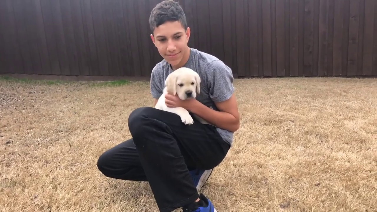 POSTY - Lab Puppy Temperament Test