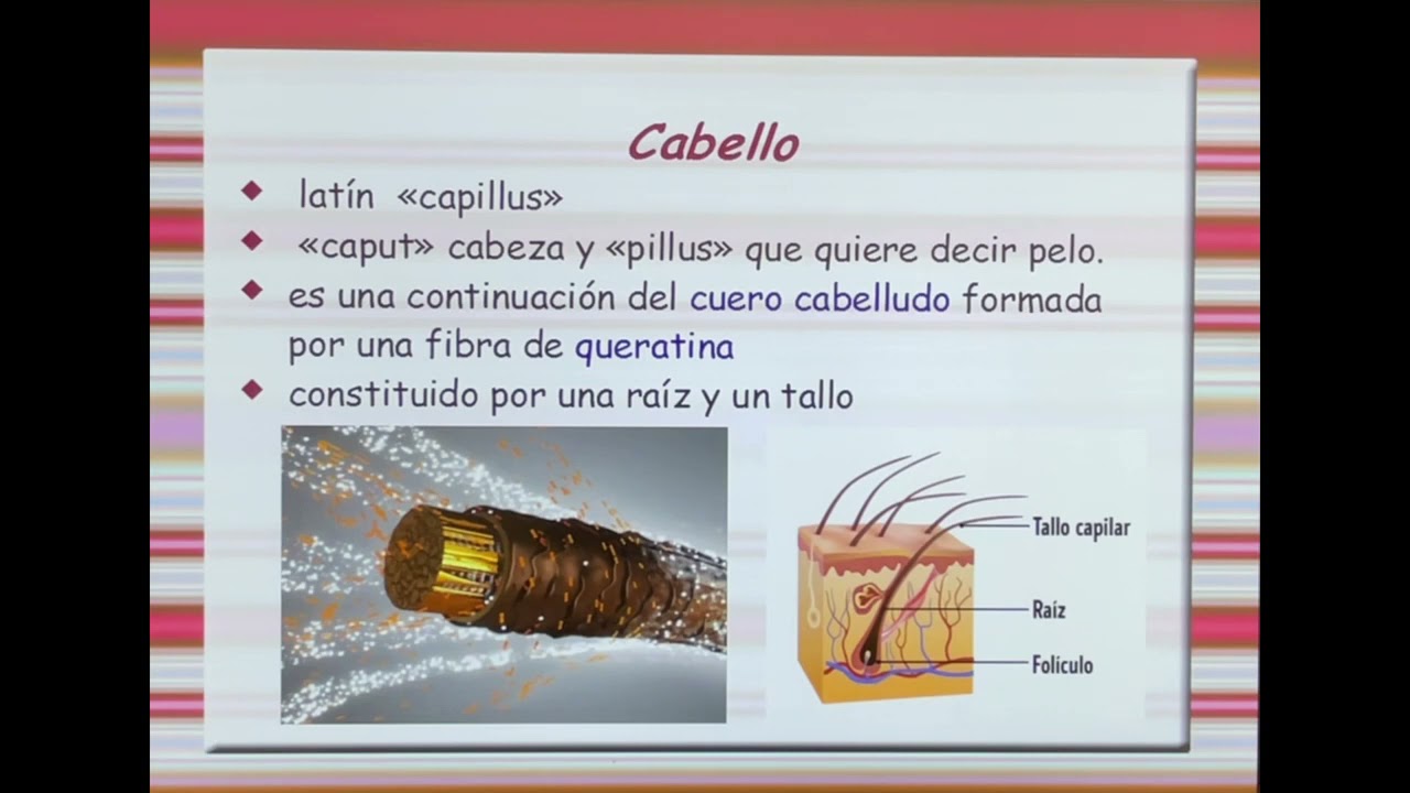 Qué es el Cabello🤔? Básico pero necesario.