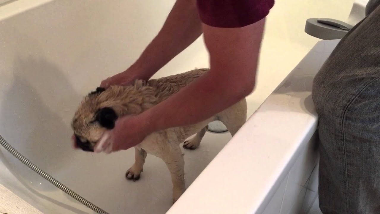 Waschtag - so wird ein Mops abgeduscht