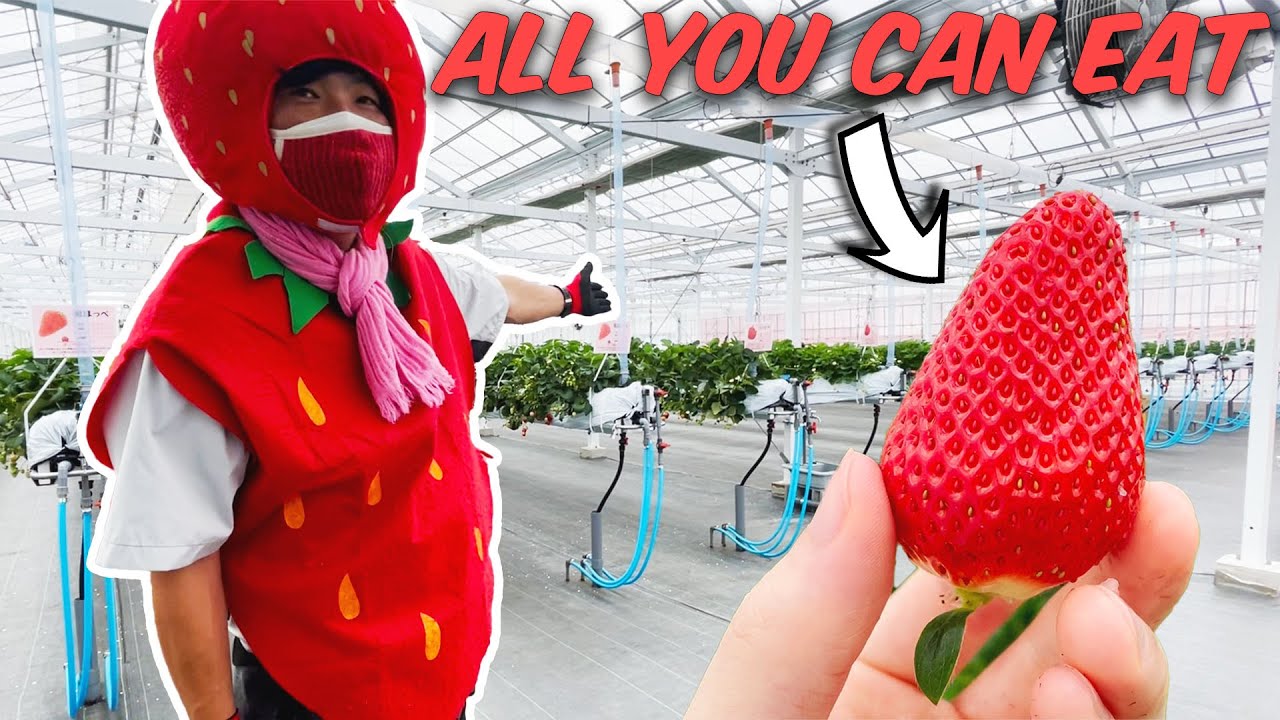 AYCE JUICY Strawberries for 30 minutes!!🍓🇯🇵