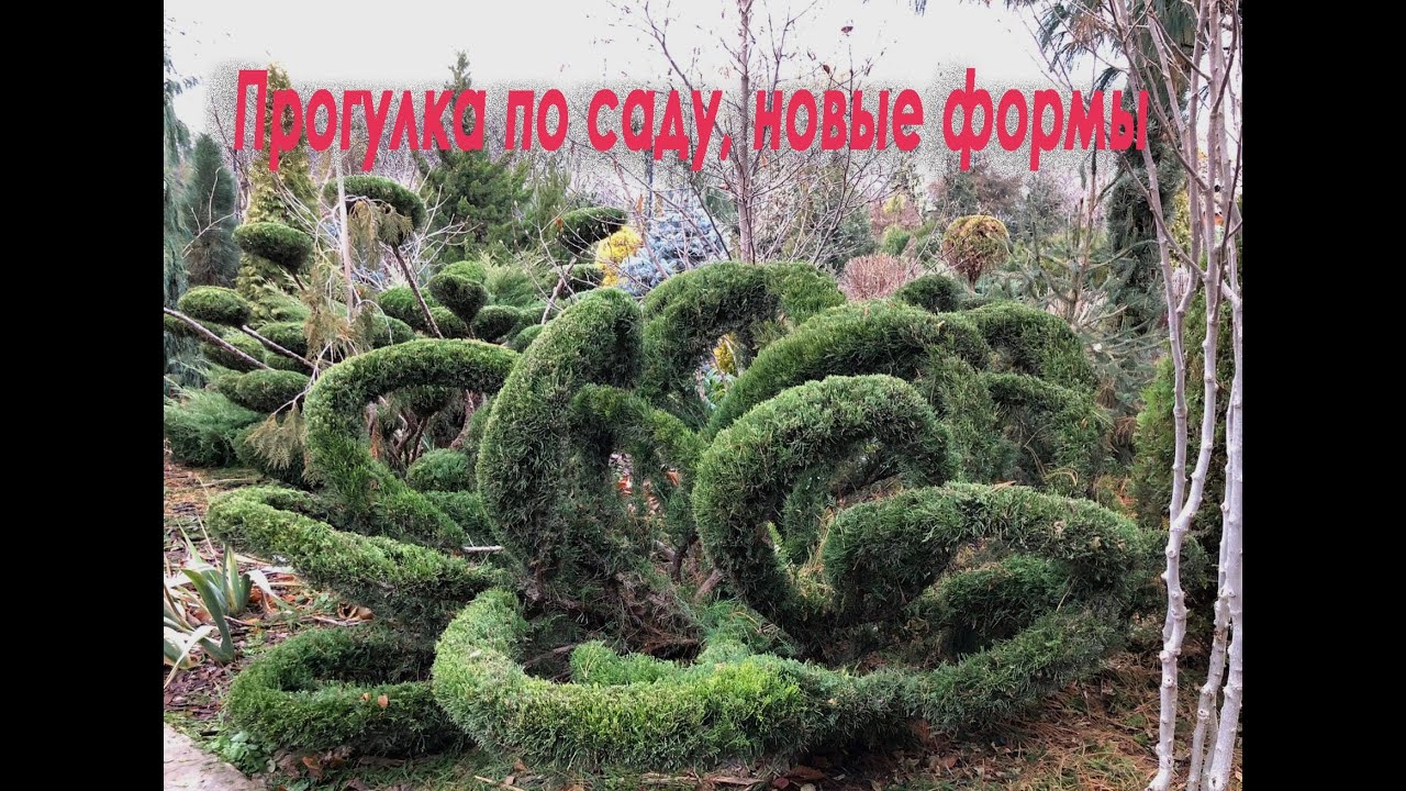 Сад в декабре. Хвойный коллекционный сад