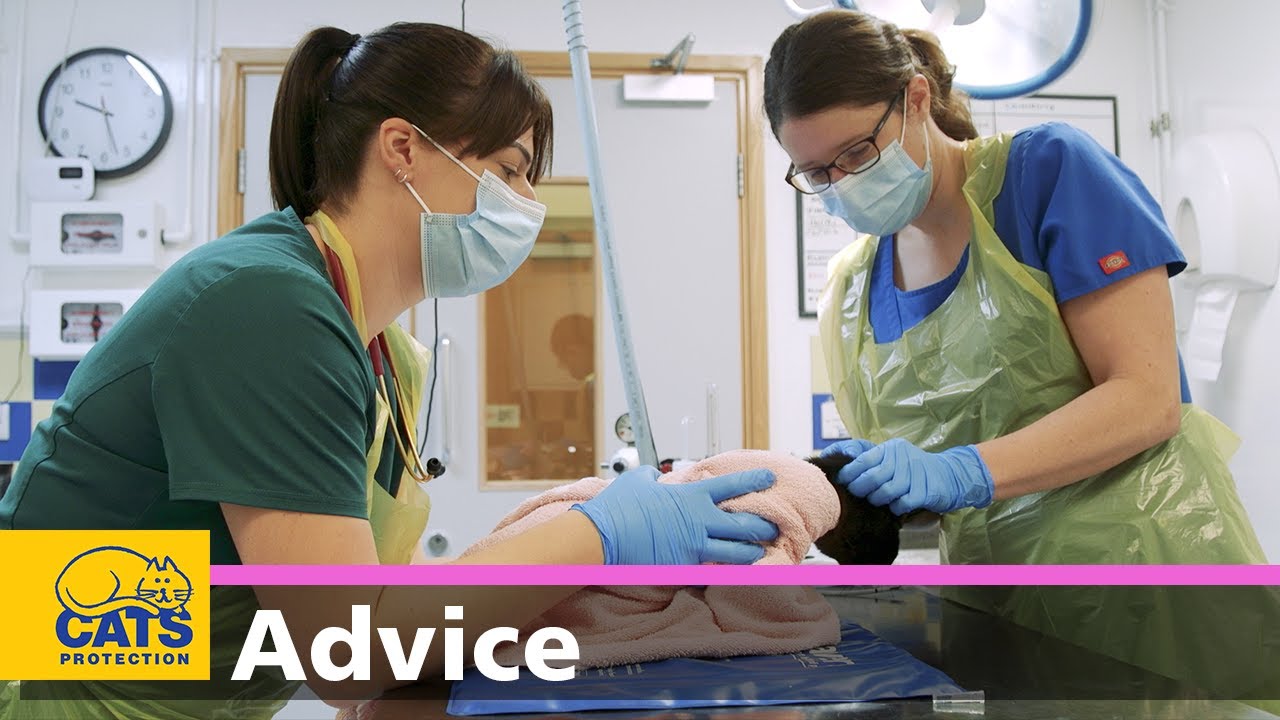 The benefits of neutering | Part 1