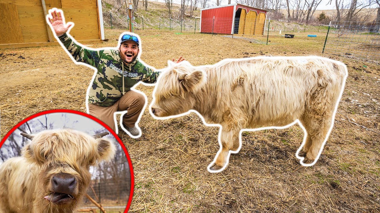 I Bought a RARE MINI COW for My BACKYARD FARM!!! (Expensive)