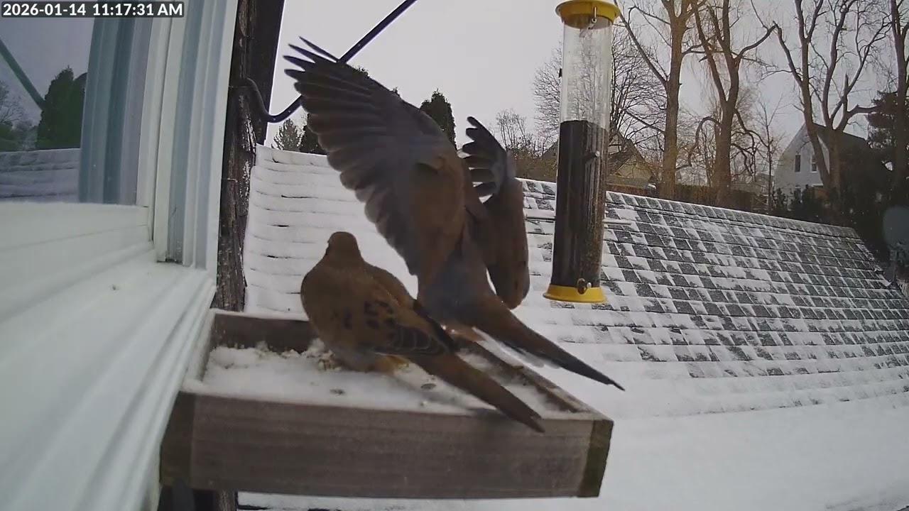 Daily Birdfeeder Highlight Reel (Wednesday)