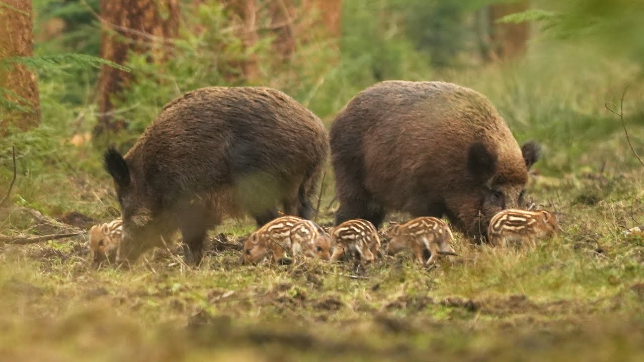De eerste Frislingen van 2025 op de Veluwe