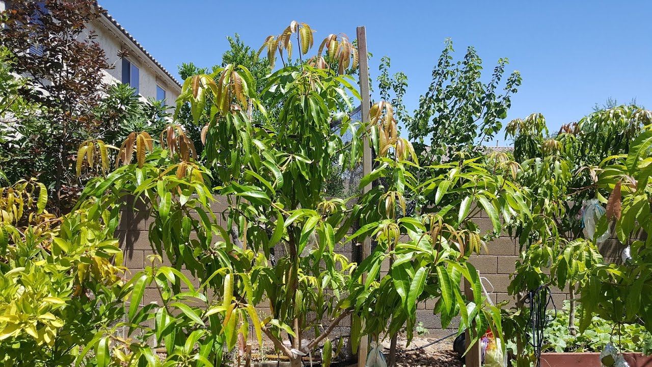 Fruit Punch Mango Tree #3 Progress 2020