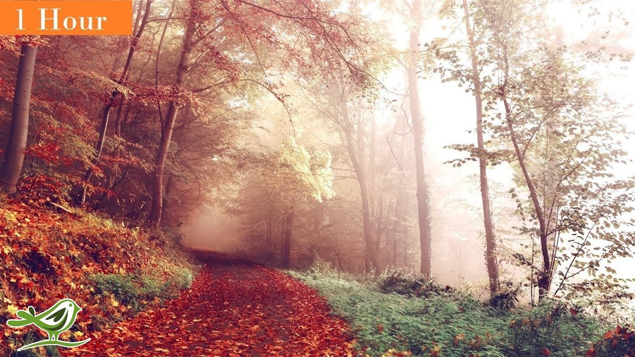 1 Hour of Beautiful & Relaxing Harp Music ★6