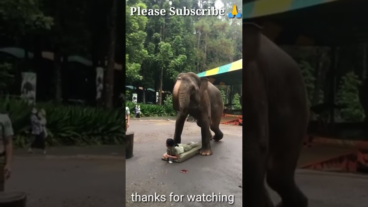 Look how this elephant sits on the girl's stomach, #short#elephant