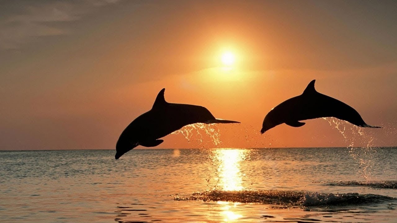 Dream of the Dolphin (Meditation Remix)