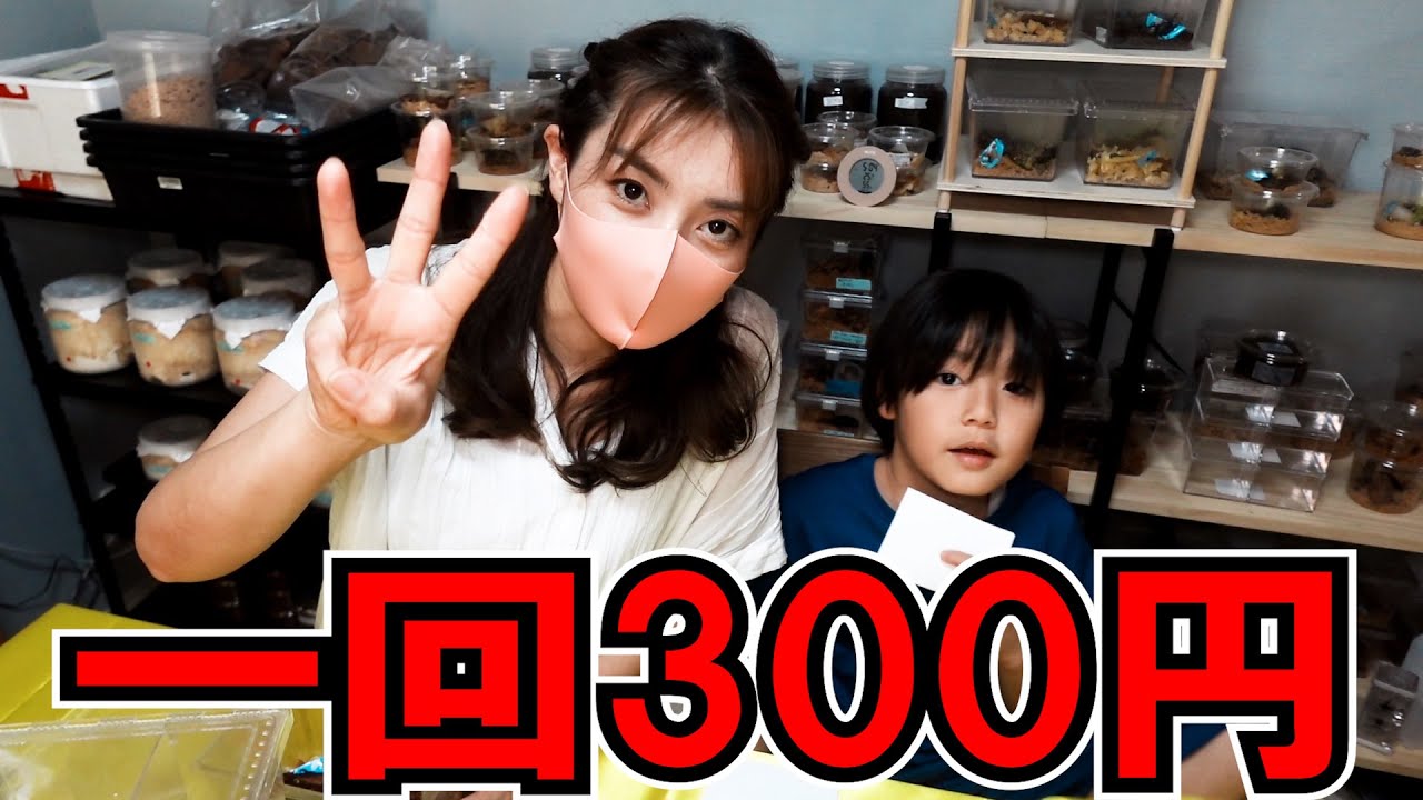 8月5日の昆虫イベントで一回300円の昆虫くじ開催！ほとんど成虫が当たります！