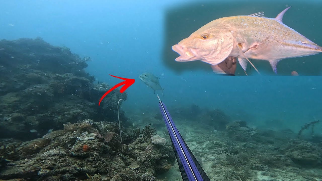 SUMUGOD ANG MALAKING BLUE FIN TREVALLY | SPEARFISHING PHILIPPINES #spearfishing