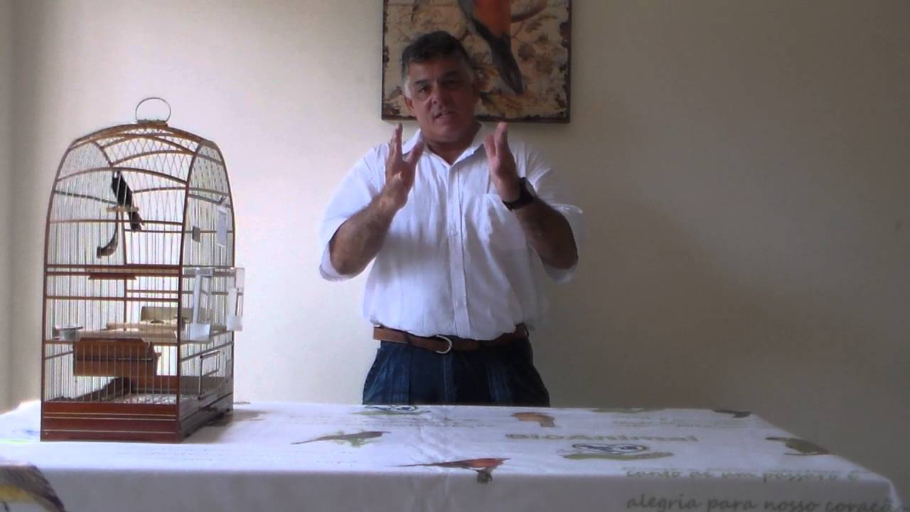 DICAS DE CRIAR BEM SEU BICUDO