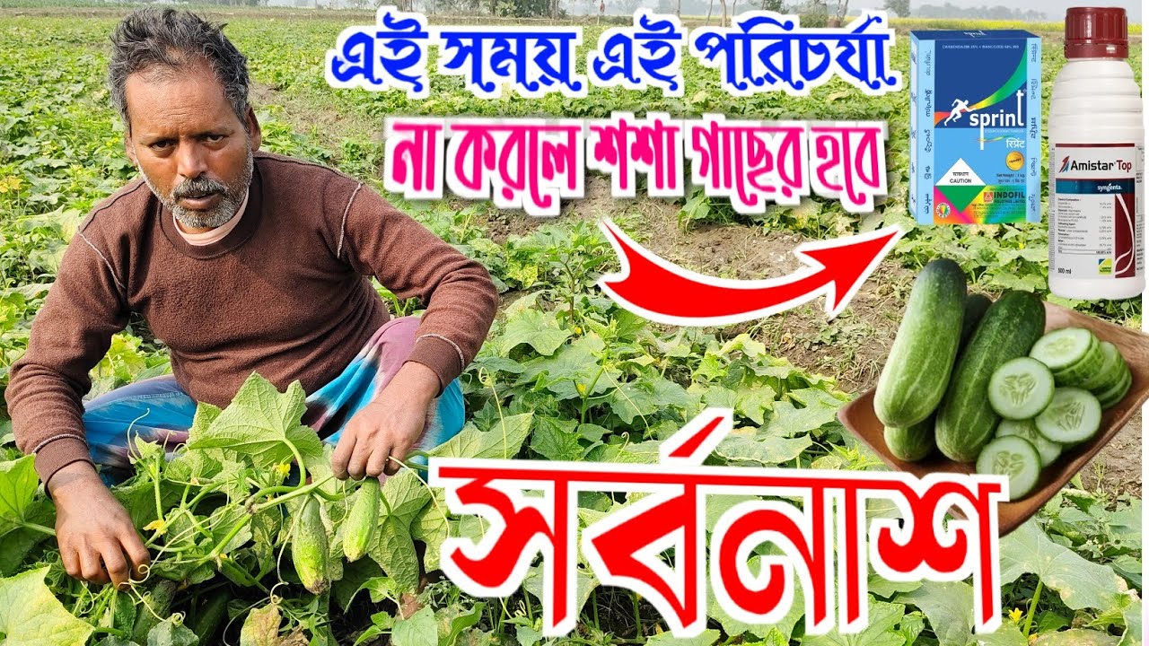 এই সময় কি কি পরিচর্যা না করলে আপনার শশা গাছের হবে সর্বনাশ! @greenwave.afarmerscreation5807 