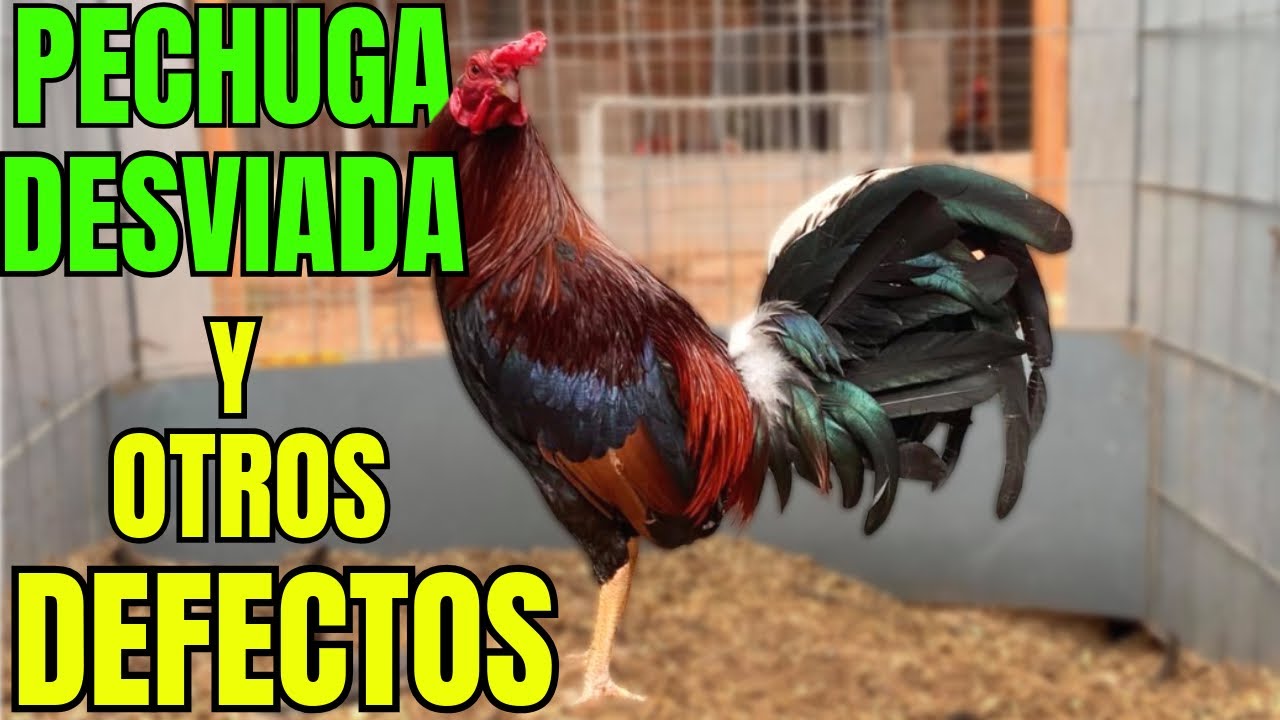 PECHUGA DESVIADA Y OTROS DEFECTOS