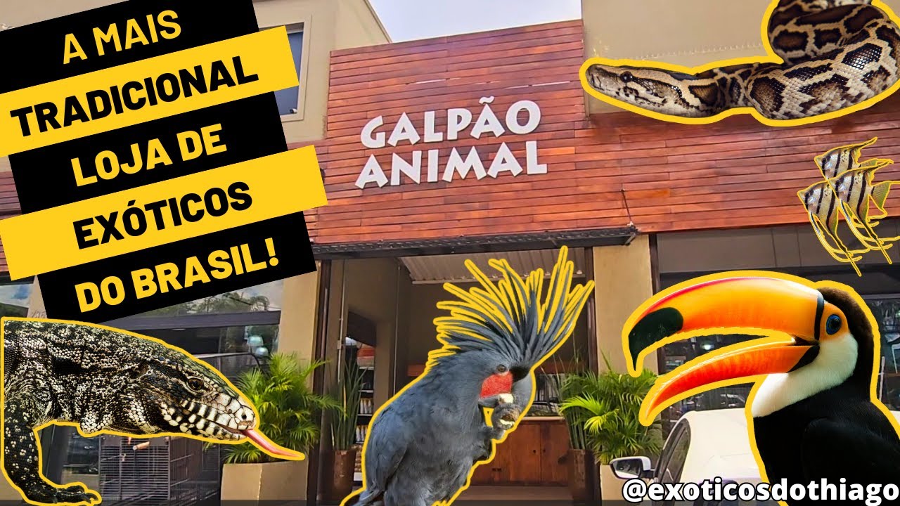 VISITEI A MAIS TRADICIONAL LOJA DE ANIMAIS EXÓTICOS DO BRASIL | @exoticosdothiago
