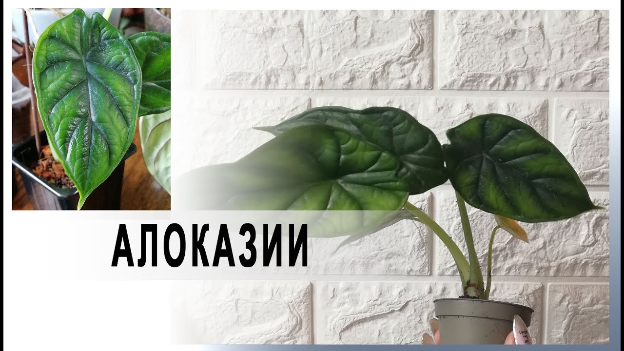 Два дракона и не только. Пополнилась коллекция аллоказий.