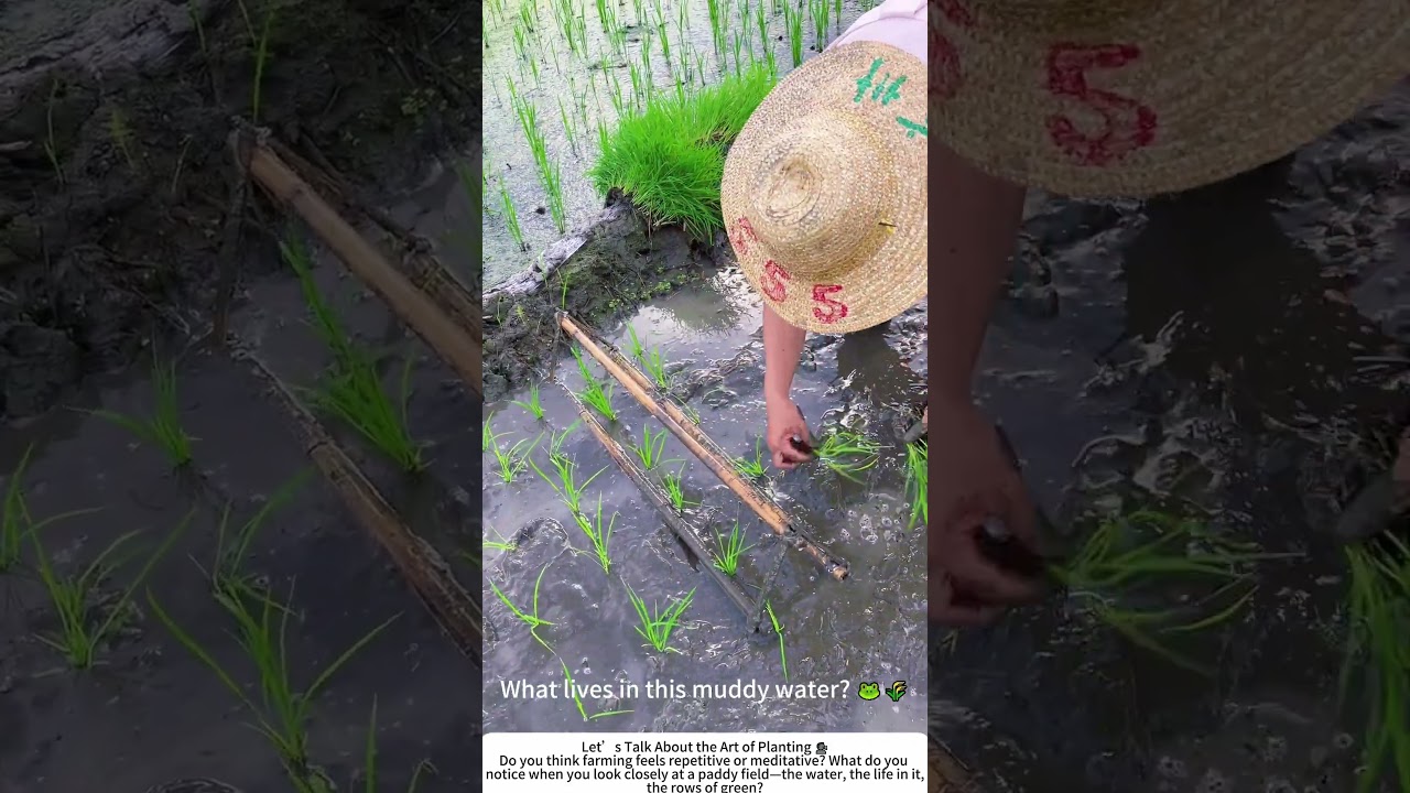 Rice Transplanting &ndash; A Quiet Rhythm in the Paddy Field 🌾💧